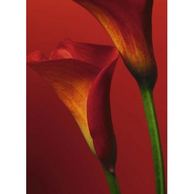 RED CALLA LILIES