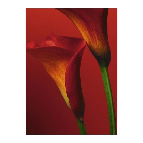 RED CALLA LILIES