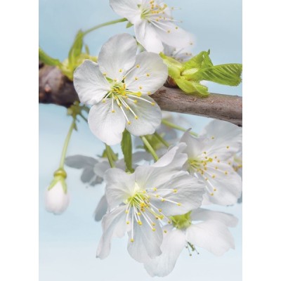 Fotomural BLOSSOM XXL2-033