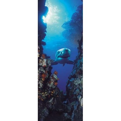 Fotomural SHARK 2-1002