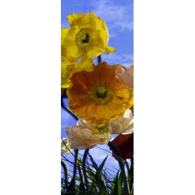 Fotomural POPPY 2-1257