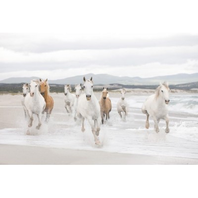 Fotomural WHITE HORSES