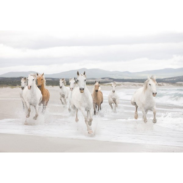 Fotomural WHITE HORSES 