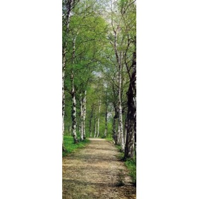 Fotomural BIRCH 2-1402