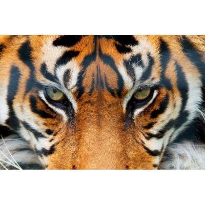 Fotomural TIGER 608 Fotomural TIGER 608