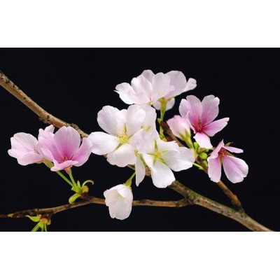 Fotomural CHERRY BLOSSOMS 627 Fotomural CHERRY BLOSSOMS 627
