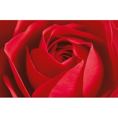 Fotomural L'IMPORTANT C'EST LA ROSE 680