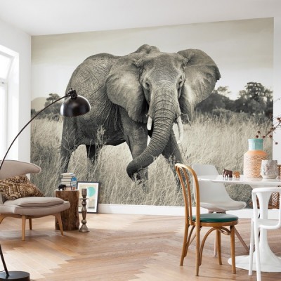 Fotomural ELEPHANT XXL4-529 2