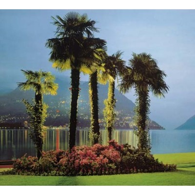 Fotomural LUGANO