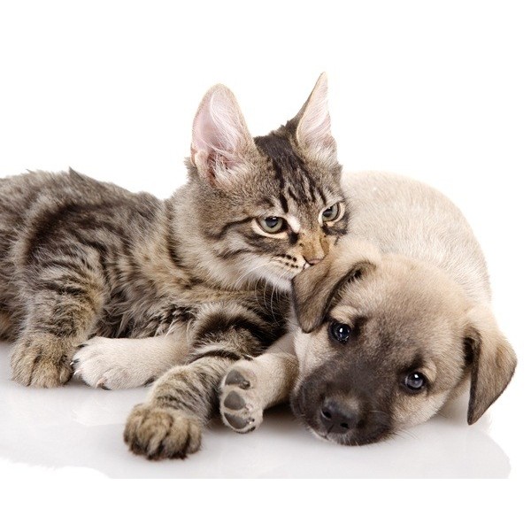 Fotomural Perro y Gato FAN014, 160cm....