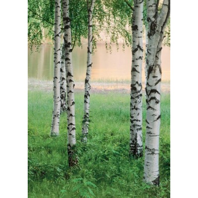 Fotomural NORDIC FOREST