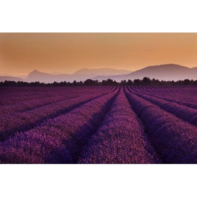 Fotomural W4PL LAVANDER 001 Fotomural W4PL LAVANDER 001