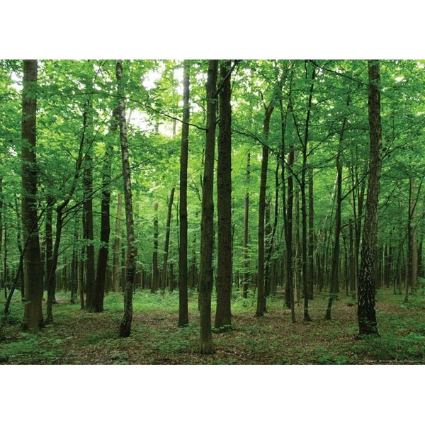 Fotomural FOREST