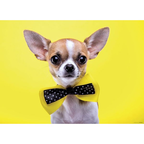 Fotomural DOG