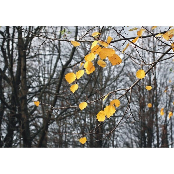 Fotomural AUTUMN LEAVES