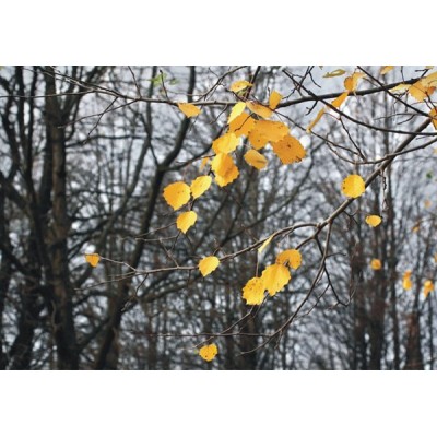 Fotomural AUTUMN LEAVES