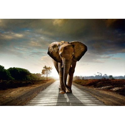 Fotomural ELEPHANT Fotomural ELEPHANT