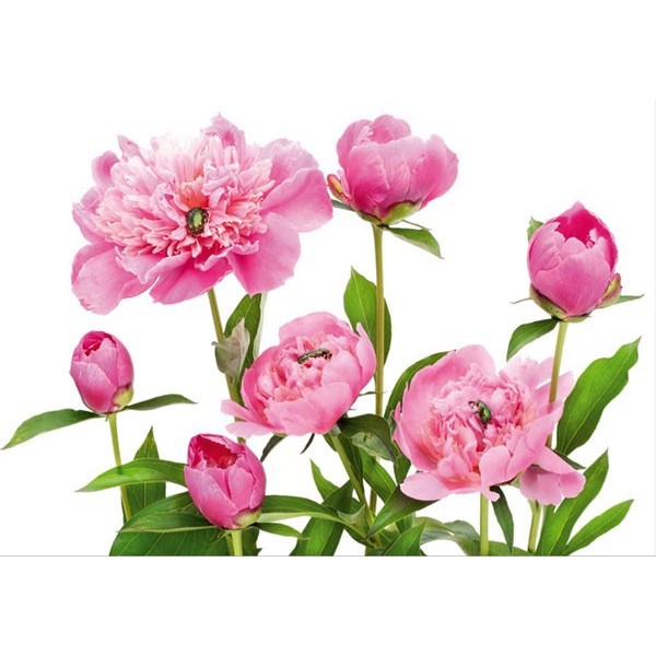 Fotomural PINK PEONY