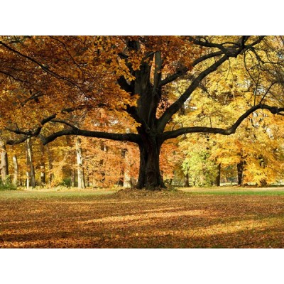 Fotomural TREE Fotomural TREE