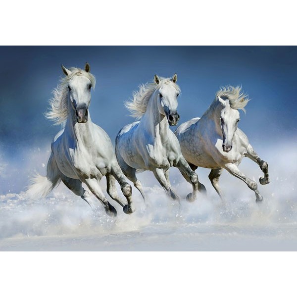 Fotomural ARABIAN HORSES