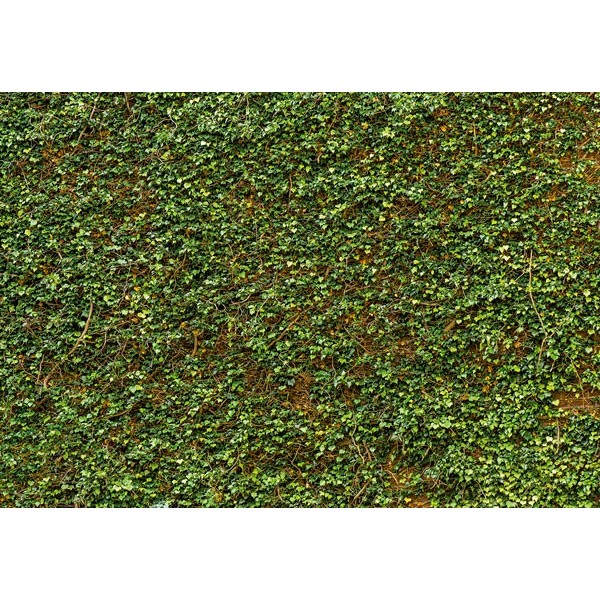 Fotomural IVY WALL 