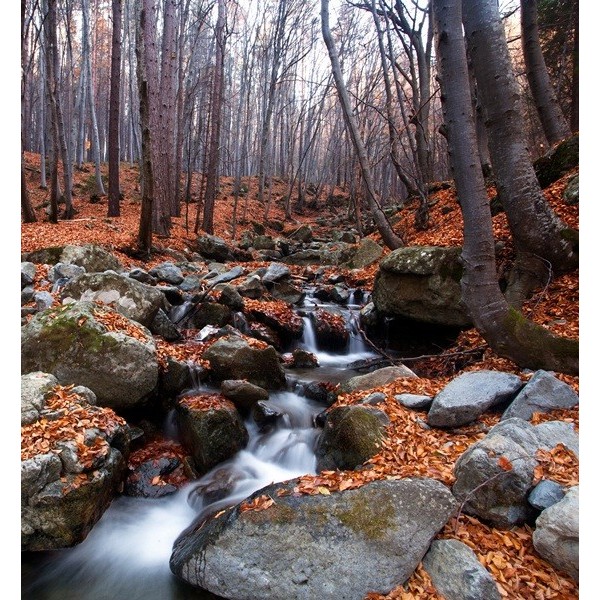 Fotomural Bosque FNA007, 170cm. x...