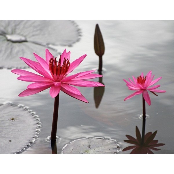 Fotomural Lirios Rosas FFL006, 282cm....