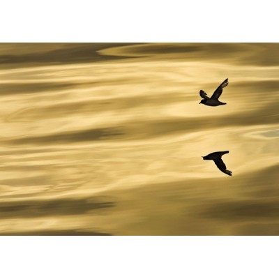 Fotomural REFLECTION