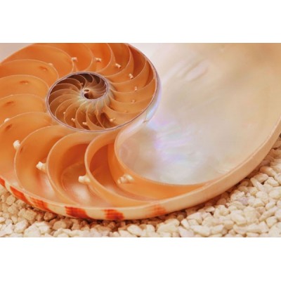 Fotomural NAUTILUS Fotomural NAUTILUS