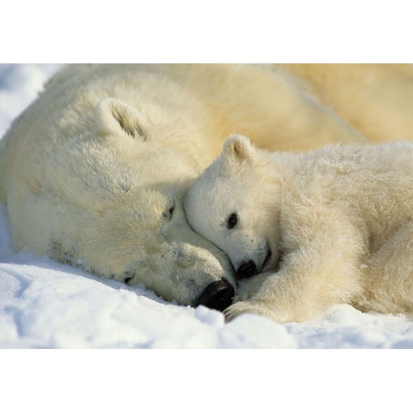 Fotomural POLAR BEARS