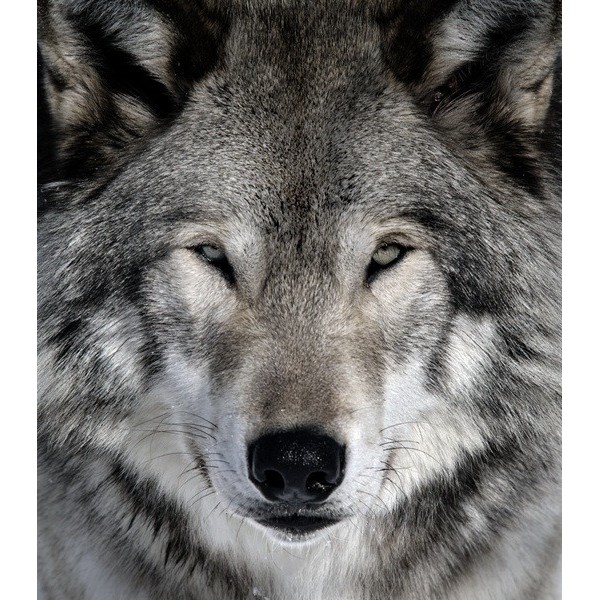 Fotomural Lobo FAN023, 190cm. x...