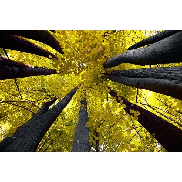 Fotomural Decorativo FV003, 320cm. x...