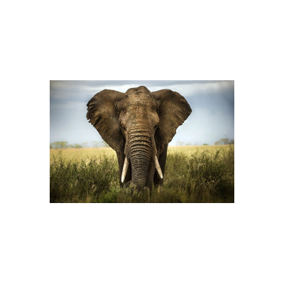 Fotomural Elefante FAN034,...