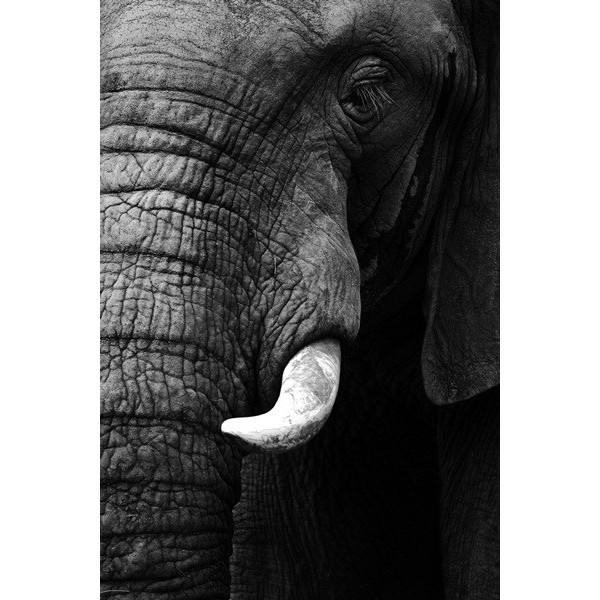 Fotomural Elefante FAN006, 180cm. x...