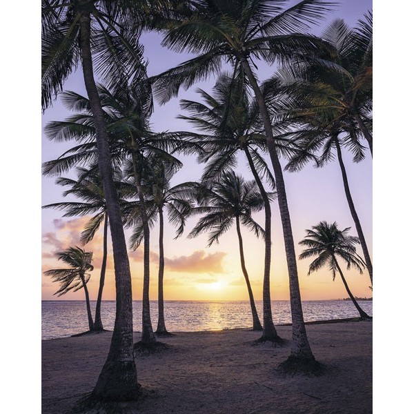 Fotomural PALMTREES ON BEACH SH022-VD2