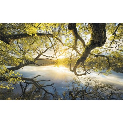 Fotomural GOLDEN EMBRACE SH080-VD4 Fotomural GOLDEN EMBRACE SH080-VD4