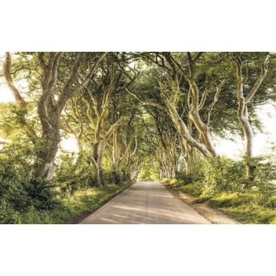 Fotomural GOLDEN HEDGES SH057-VD4