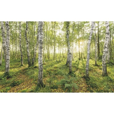 Fotomural BIRCH TREES SH043-VD4