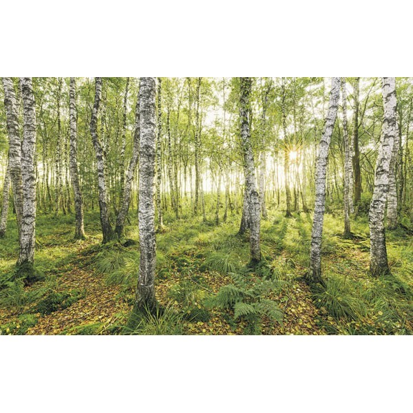 Fotomural BIRCH TREES SH043-VD4