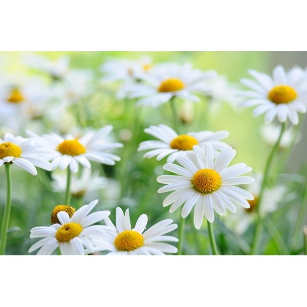 Fotomural Margaritas FFL007, 208cm. x...