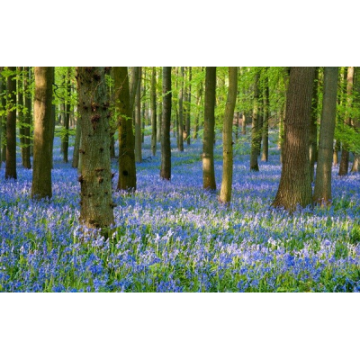 Fotomural Paisaje Flores...