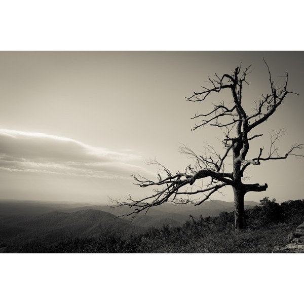 Fotomural Decorativo FV010, 350cm. x...