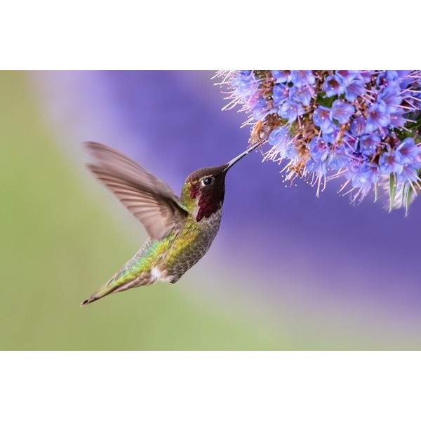 Fotomural P%C3%A1jaro FAN028, 100cm....