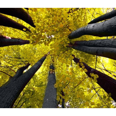 Fotomural Decorativo FV003,...