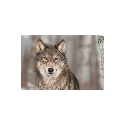 Fotomural Lobo FAN032,...