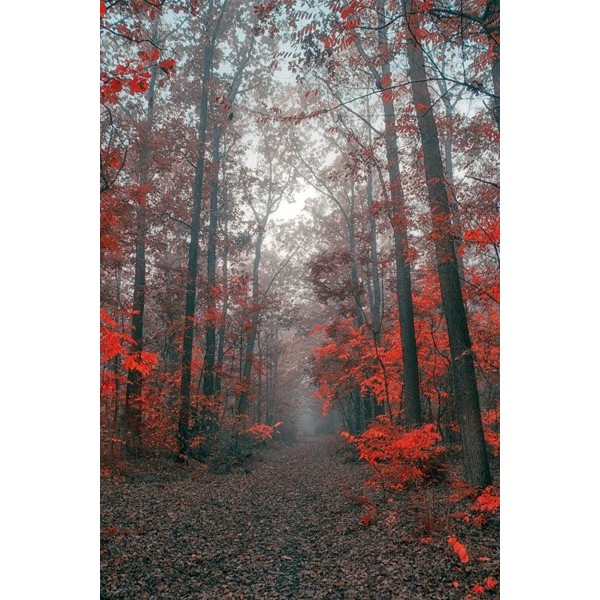 Fotomural Trilha da Floresta FPR027,...