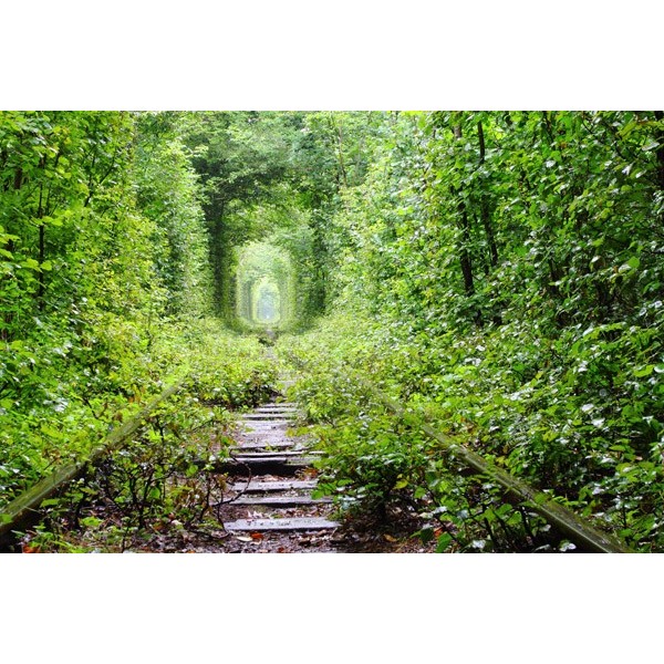 Fotomural Sendero Bosque FPR034,...