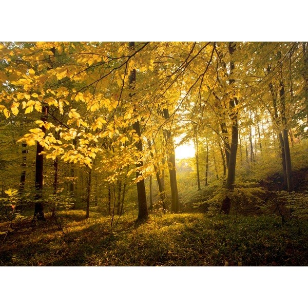 Fotomural Bosque en Oto%C3%B1o...