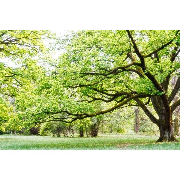 Fotomural Parque FNA006, 120cm. x...