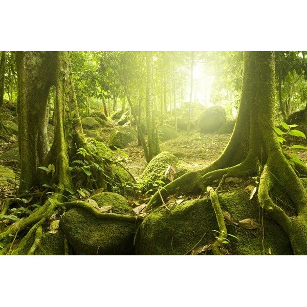 Fotomural Decorativo FV025, 110cm. x...